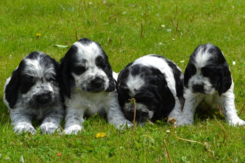 5-Chris, Chiko, Charlie, Chessy.JPG